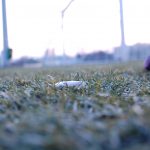 Coś piszczy w trawie